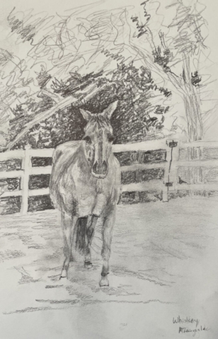 Whiskey at Bell Canyon - Pencil sketch - NFS
